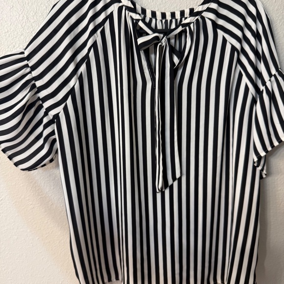 Striped shell - Picture 5 of 5